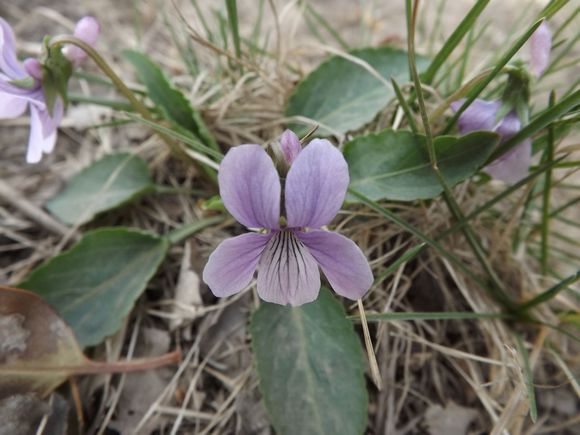 濮科花6號