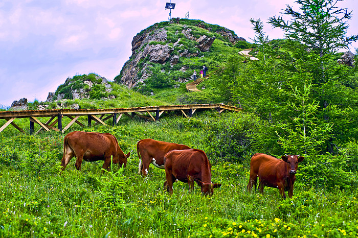 蘇木山森林公園