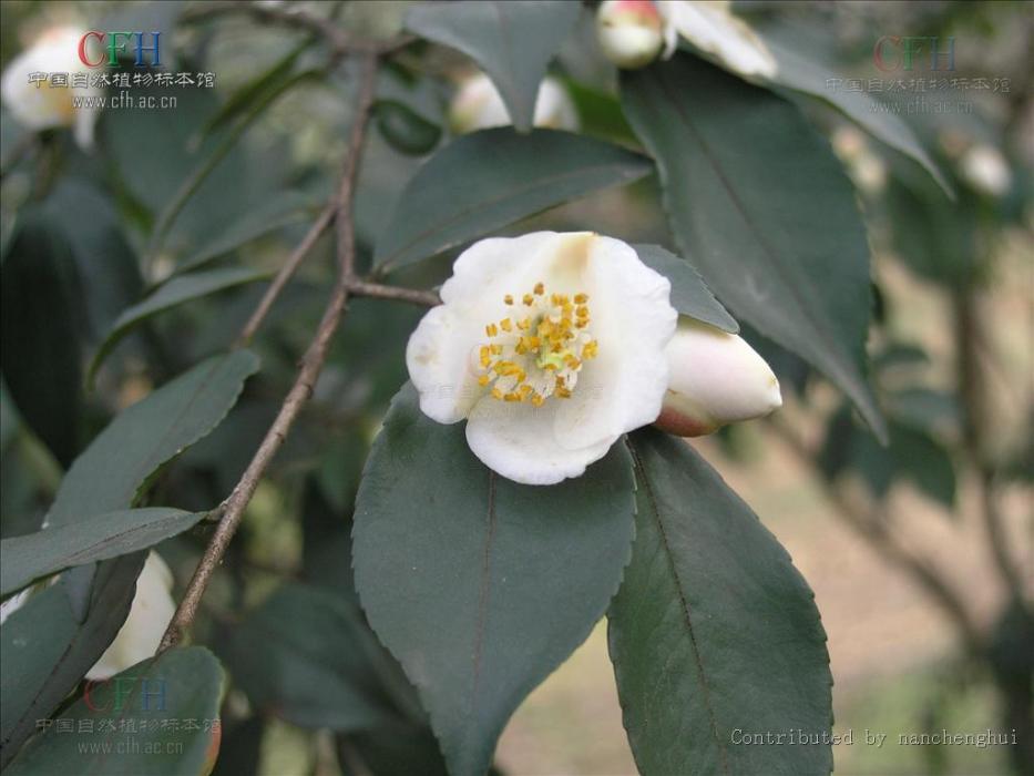 厚柄連蕊茶