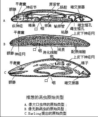 大口表殼蟲