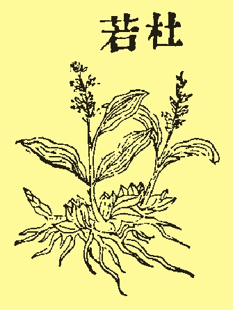 杜若(溫腩秋端)