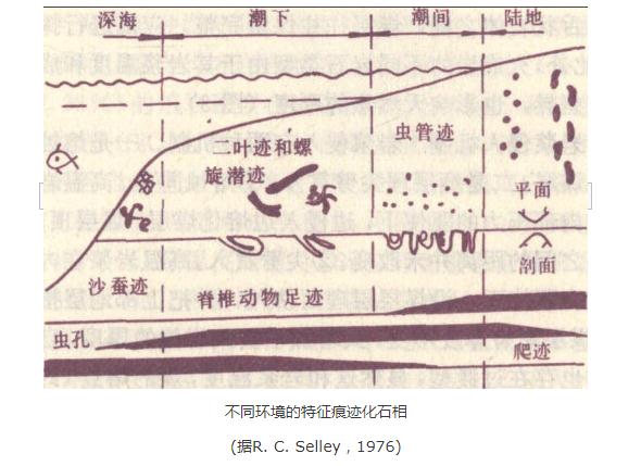 煤系生物相