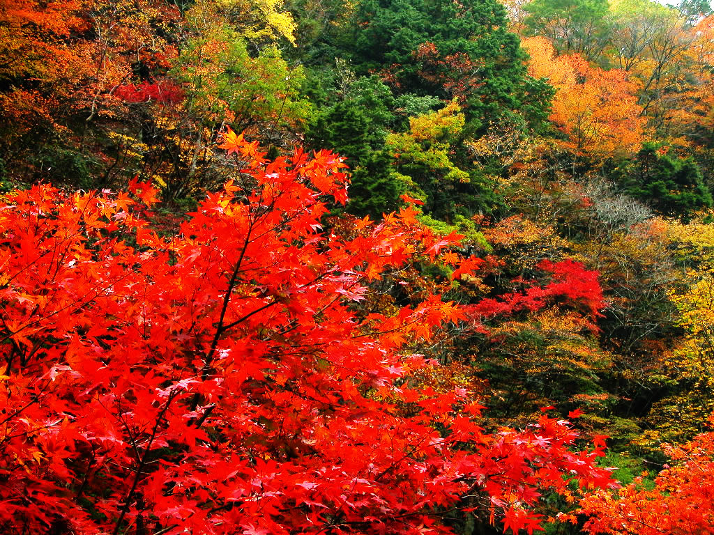 深山紅葉