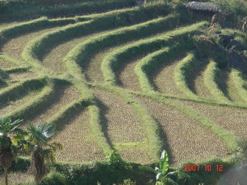 紅艷山村稻田