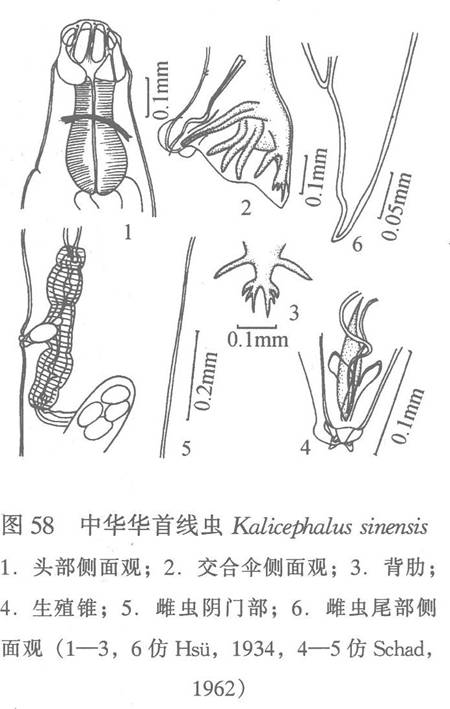 中華華首線蟲