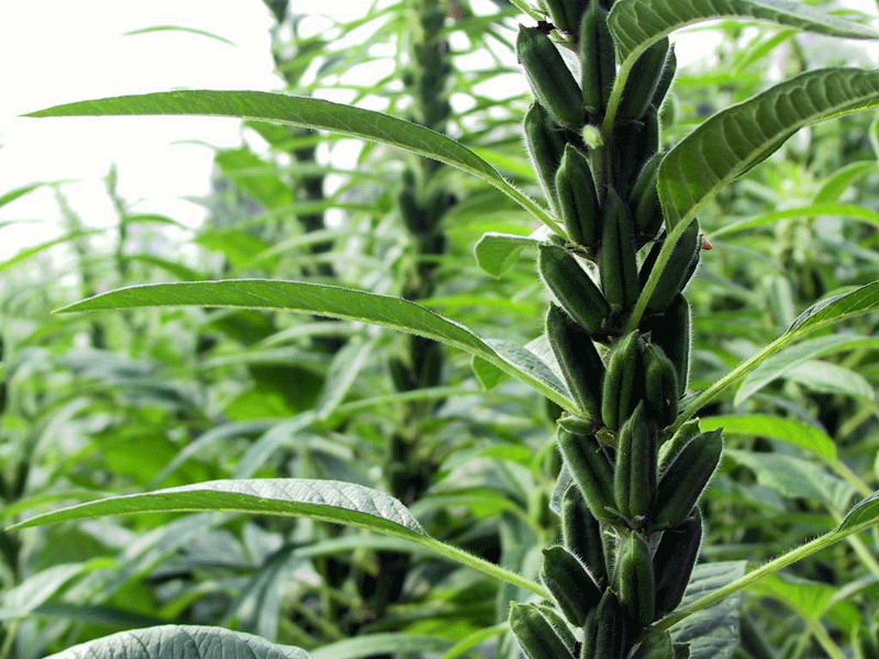 芝麻(芝麻科芝麻屬植物)