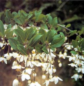 銀鐘花