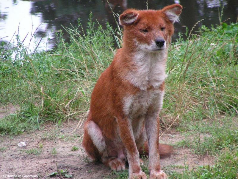 亞洲豺犬