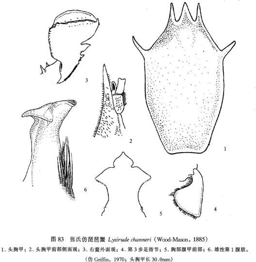 張氏仿琵琶蟹