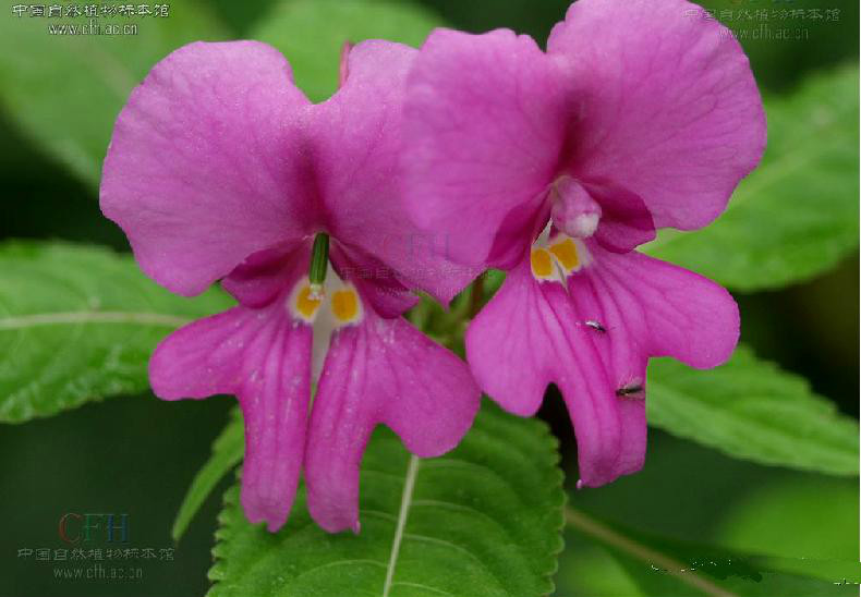 大旗瓣鳳仙花