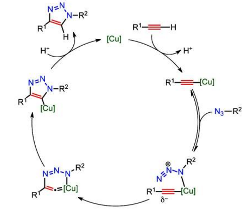 Fokin等人提出的銅催化疊氮與炔烴環加成反應機理（CuAAC）