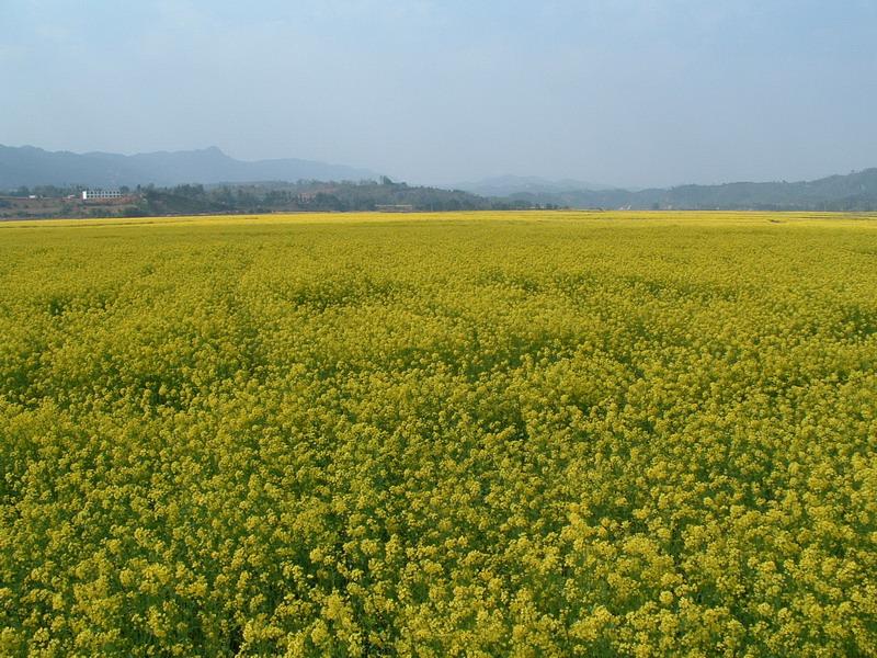 油菜種植