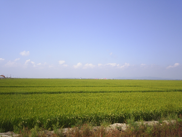 莊河大米