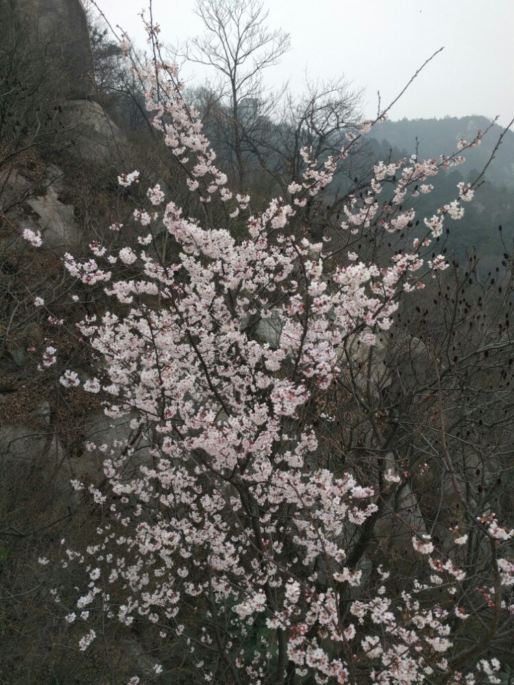 雞公山茶竿竹（原變種）