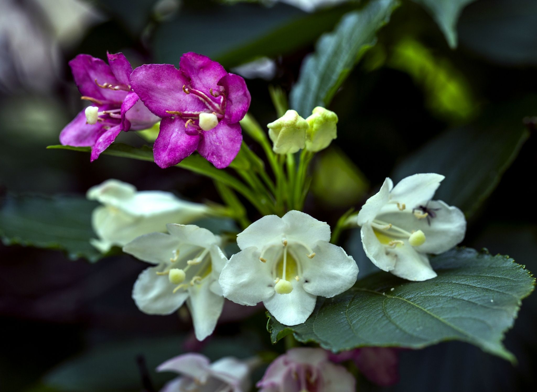 海仙花