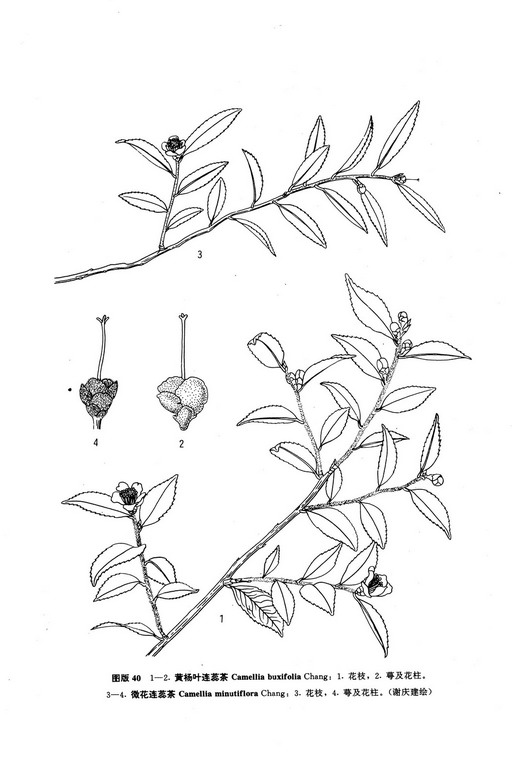 黃楊葉連蕊茶