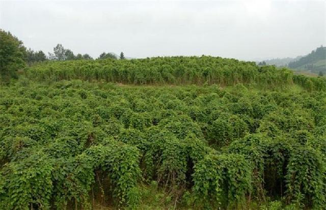 何首烏(蓼科何首烏屬植物)