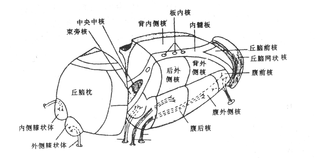 右側丘腦主要核團示意圖