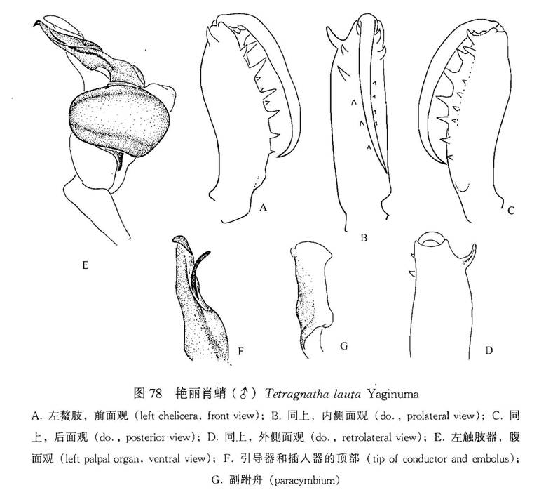 艷麗肖蛸