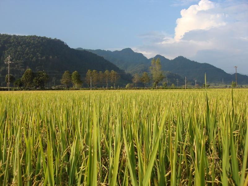 拐角樓一組自然村水稻種植業