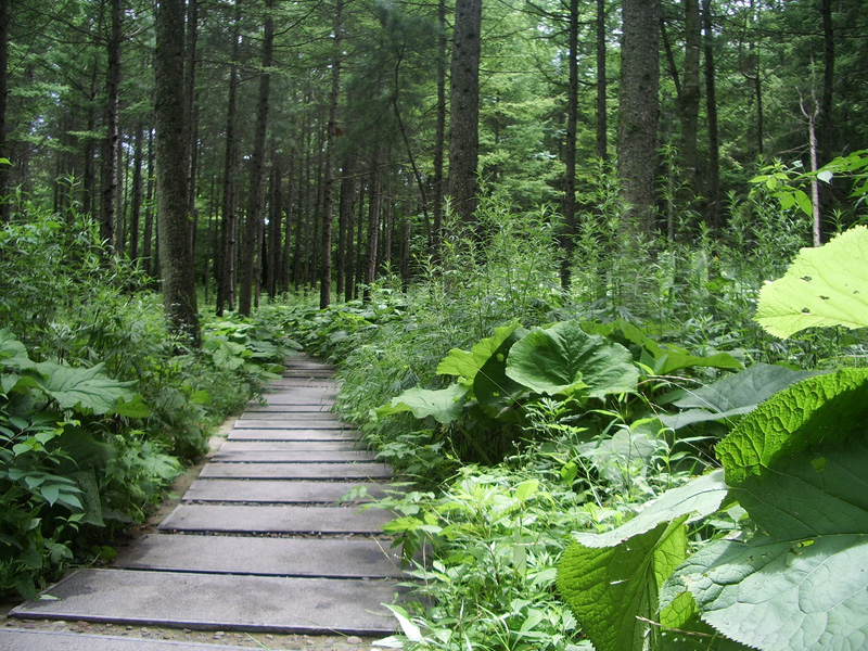 康縣白雲山森林公園