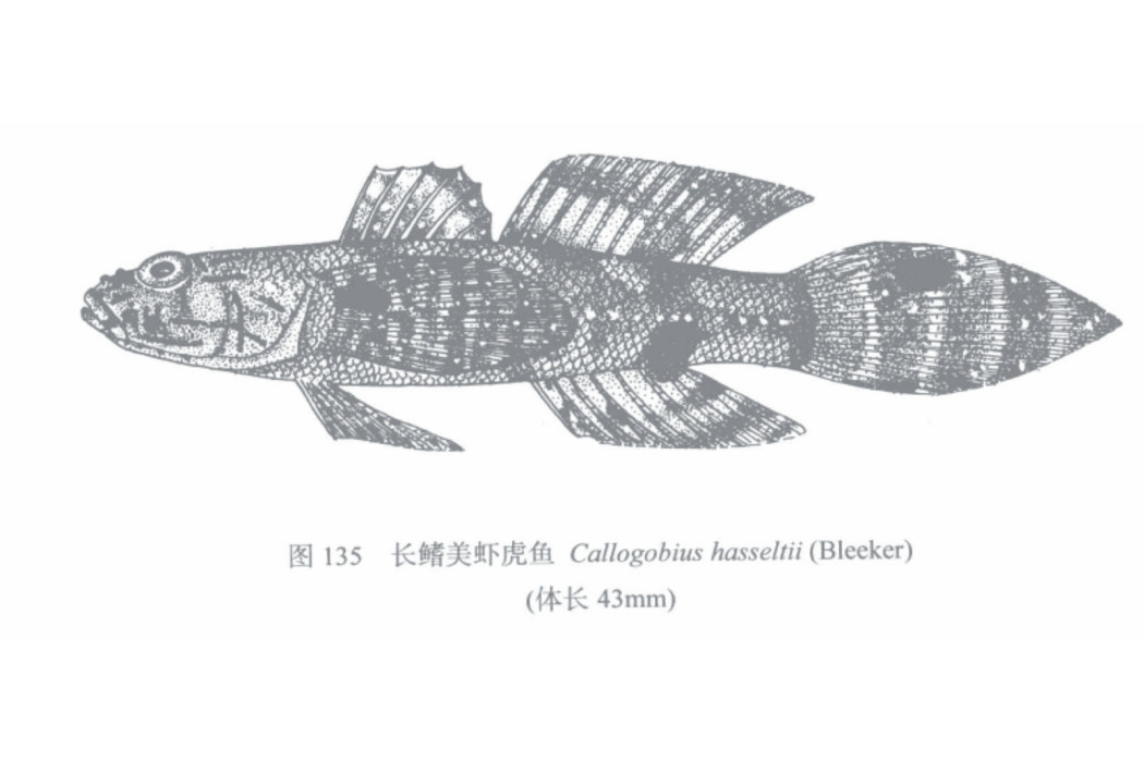 長鰭美蝦虎魚