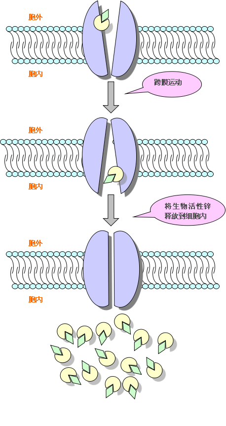 作用機理1