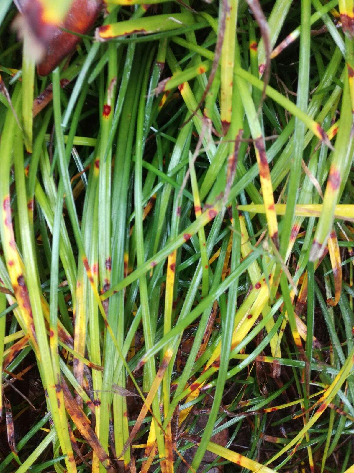 麥冬(百合科沿階草屬植物)