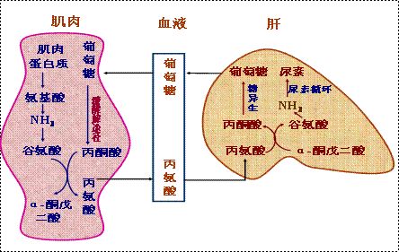 胍乙酸轉甲基酶