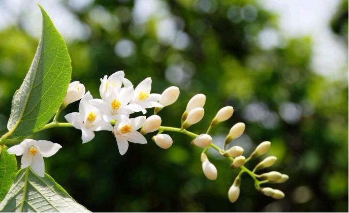 玉鈴花(玉玲花)