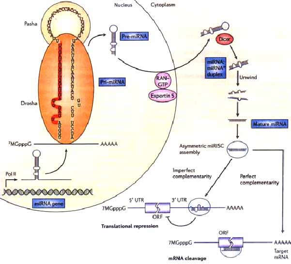 微小RNA