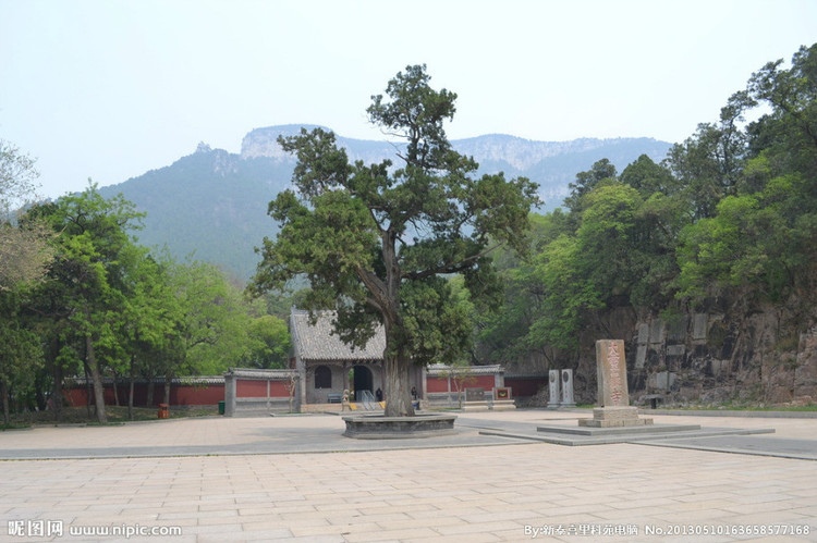 靈岩寺與“摩頂松”