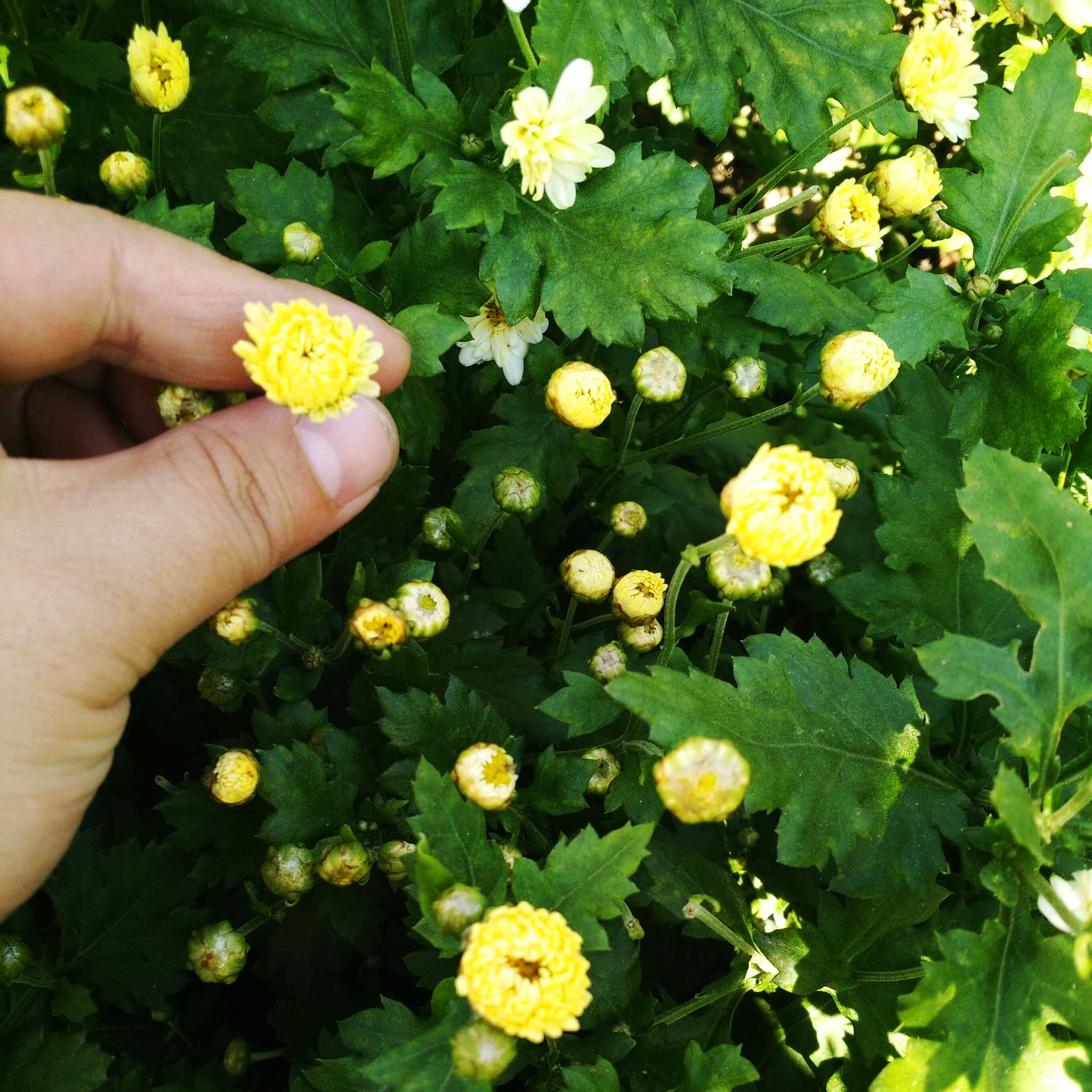 修水菊花茶