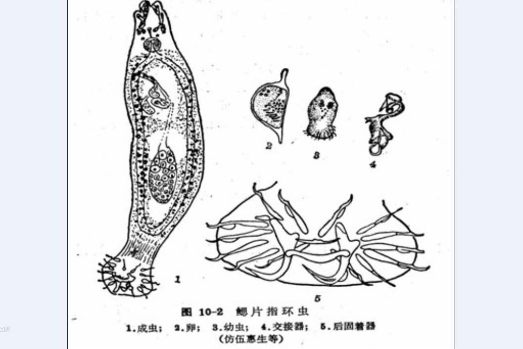 原始指環蟲