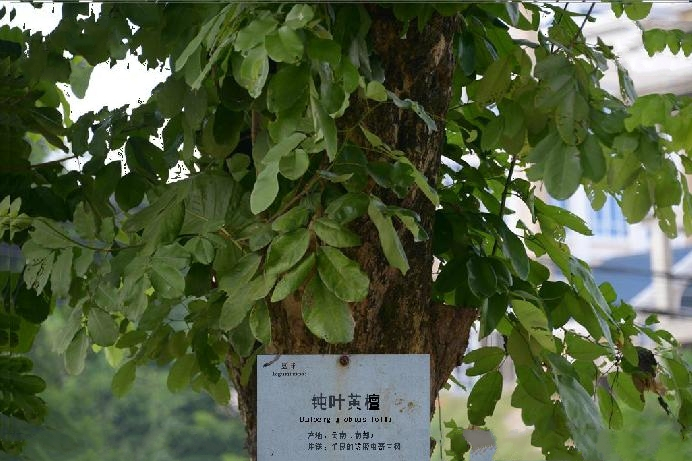 鈍葉黃檀龍陵家系02號