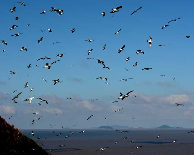 雷達鳥島