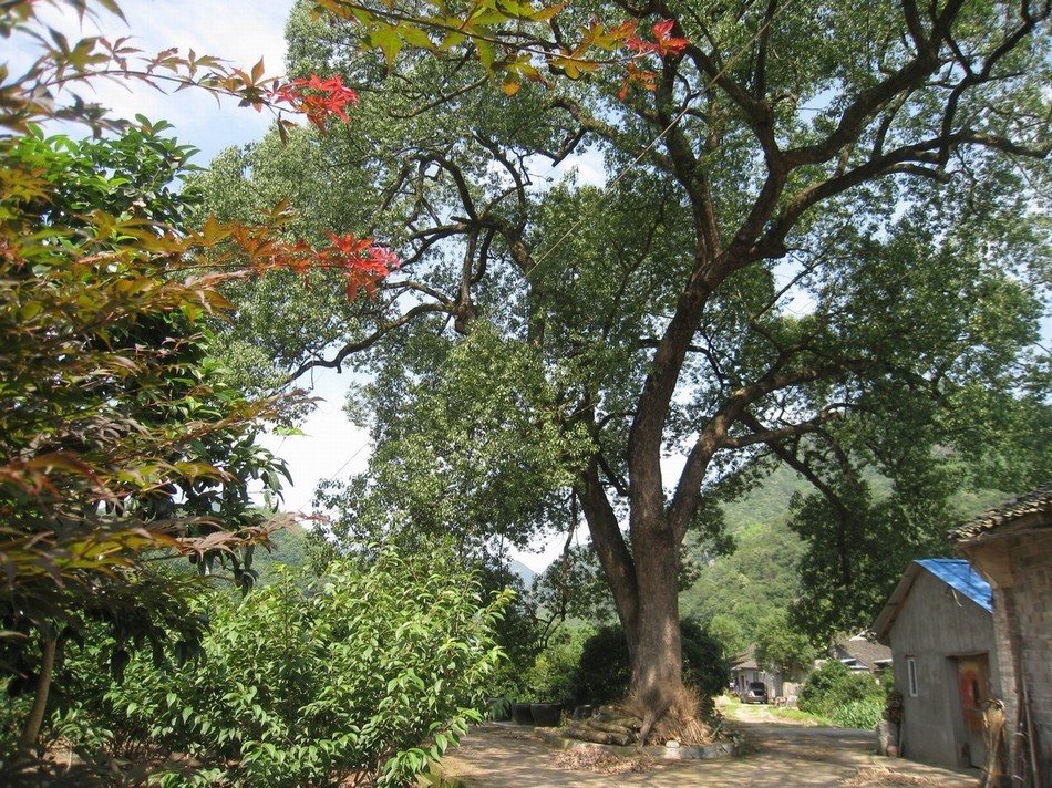 神玄嶺古道