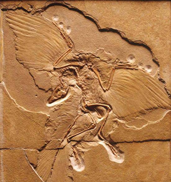 史前動物：始祖鳥化石