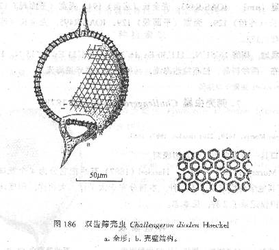 雙齒篩殼蟲