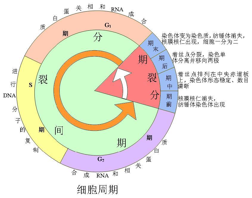 細胞分裂間期