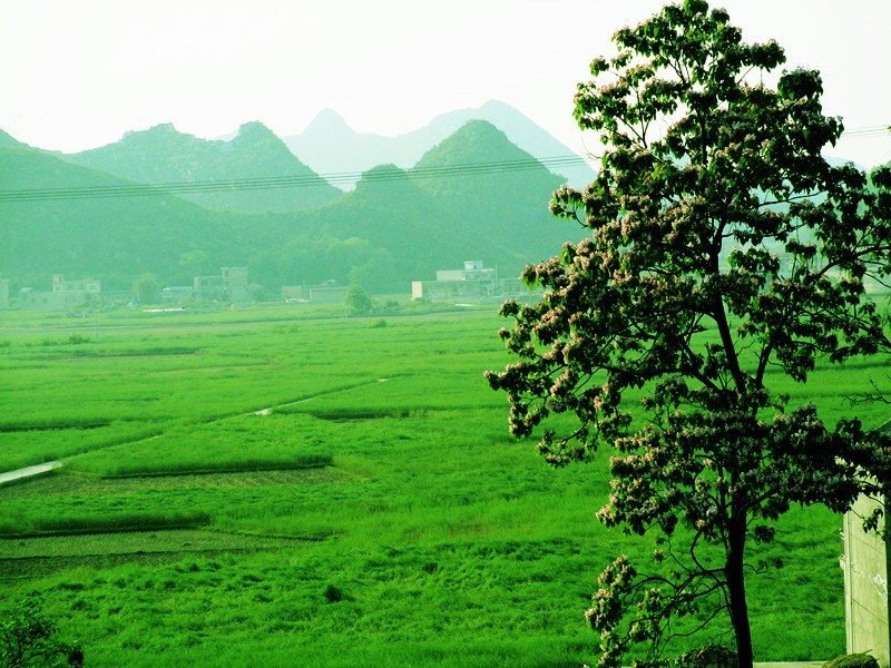 東屯鄉