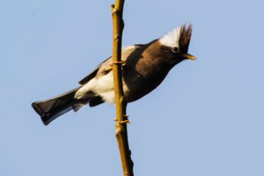 白領雞鳩