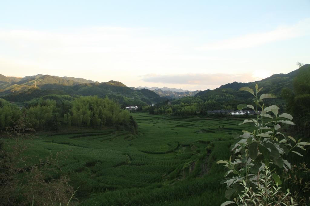 茶林村(浙江省麗水市景寧畲旗自治縣大漈鄉茶林村)