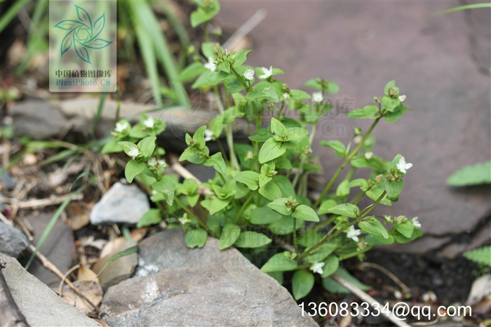 紫斑歧傘獐牙菜（變種）