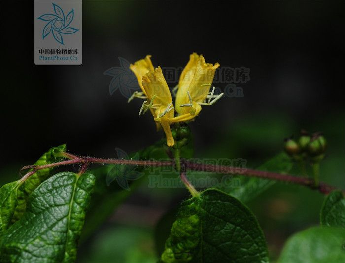 長葉毛花忍冬(乾萼忍冬)