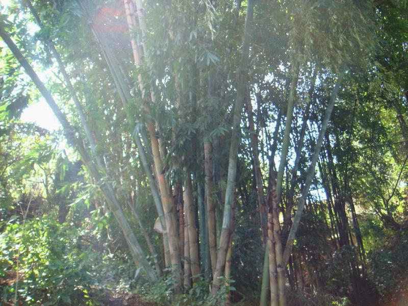 小箐頭自然村經濟竹林