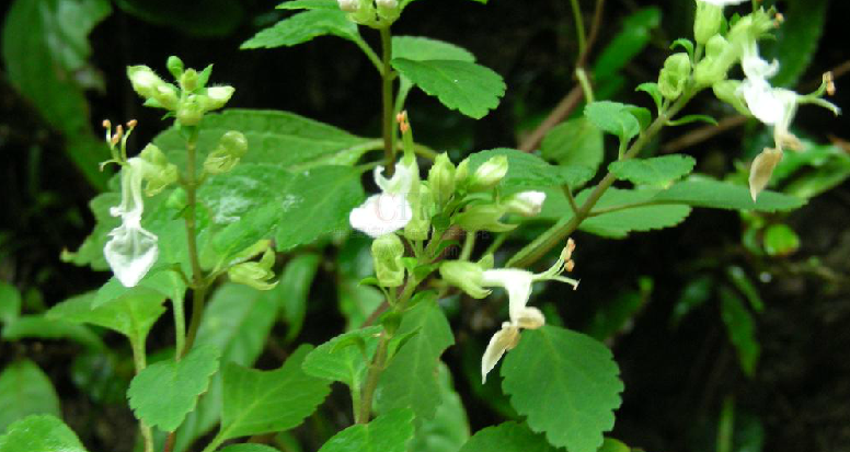 細錐香茶菜