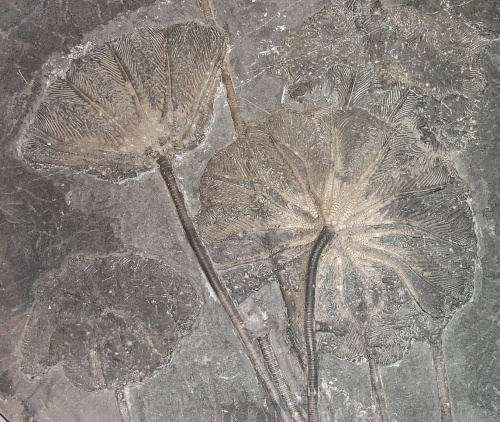 海百合(Crinoid)