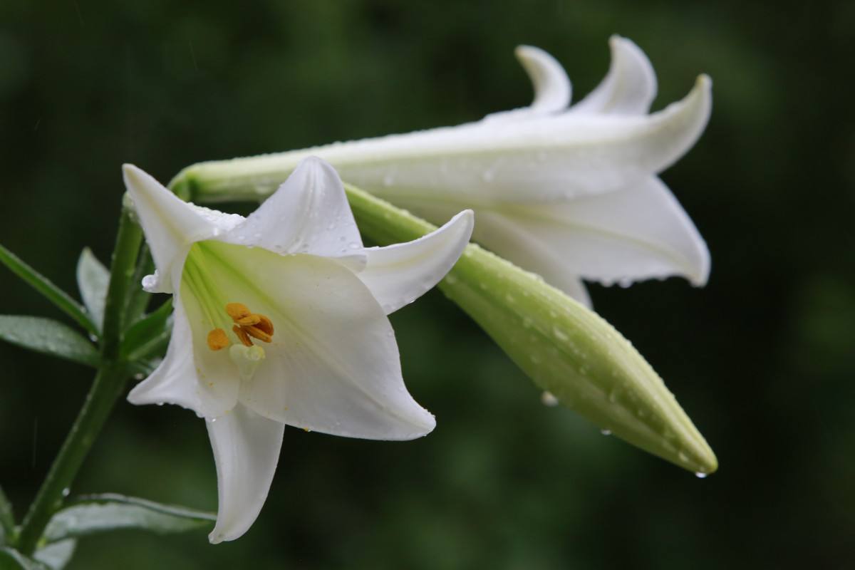 雙店百合花