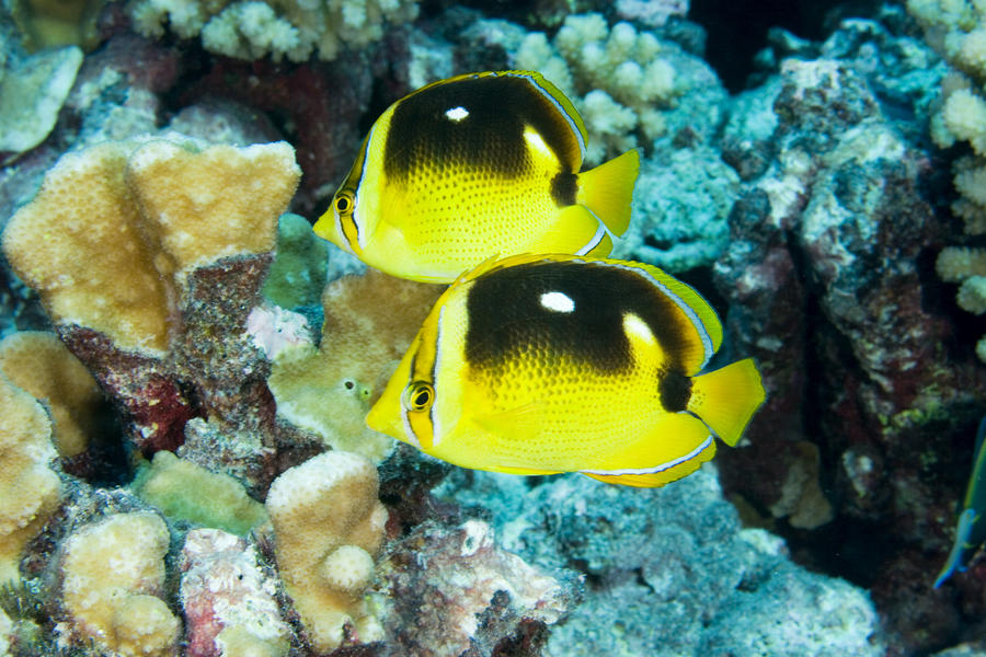 四點蝴蝶魚